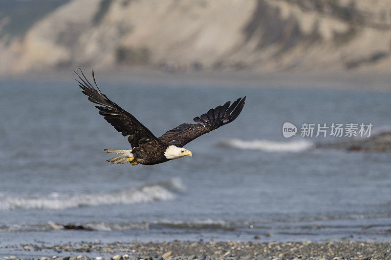 白头haliaeetus leucocephalus，阿拉斯加的秃鹰。美国的国鸟。